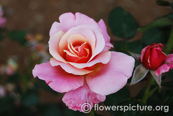 Blossomtime rose