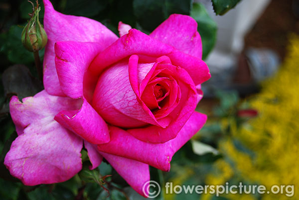 Buxom beauty rose ooty