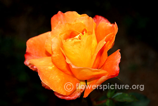 Dawn chorus rose