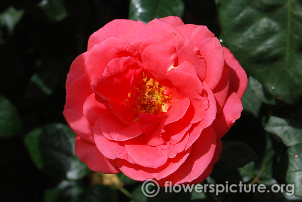 Flower carpet pink rose