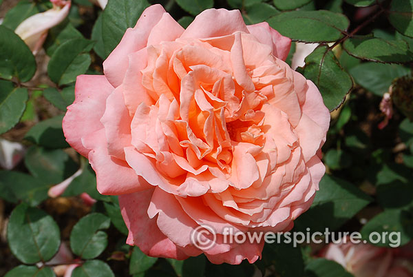 Grace apricot rose