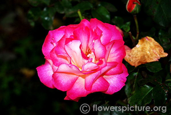 Hannah gordon floribunda rose
