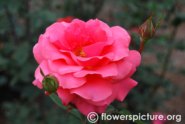 Hot pink rose