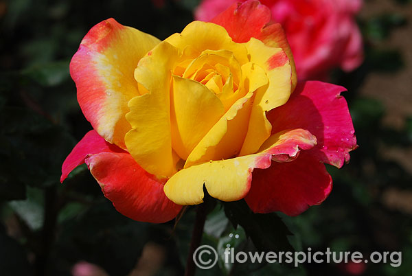 Joseph coat yellow red rose