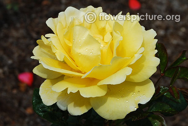 Large yellow rose