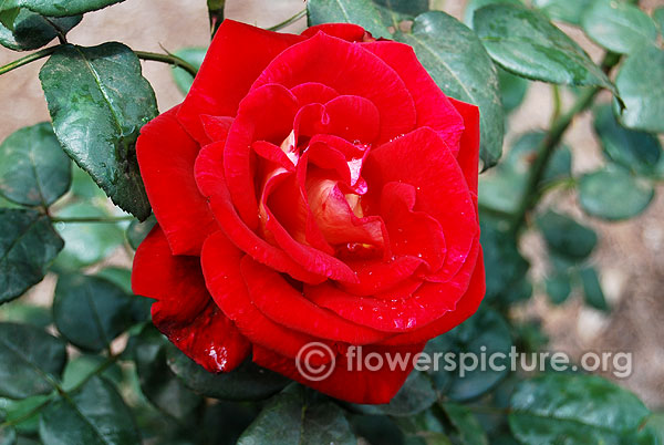 Love knot rose
