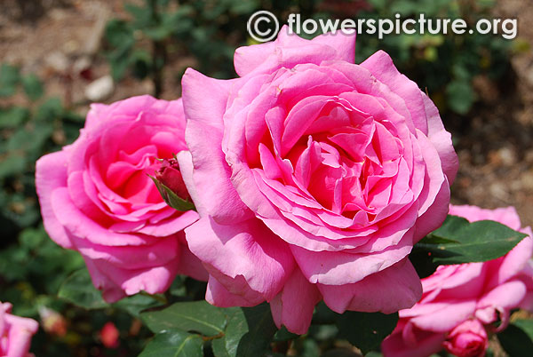 Pink rosette rose