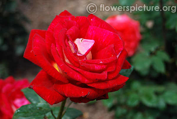Prestige red rose