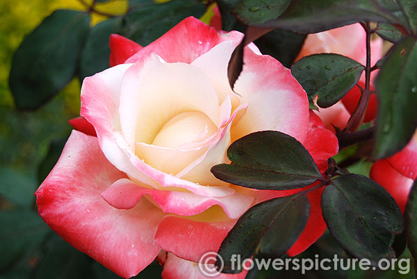 Red white bicolour rose