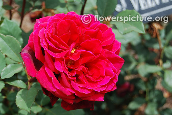 Truly loved velvet fragrance rose