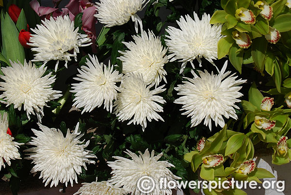 White spider chrysanthemum flower
