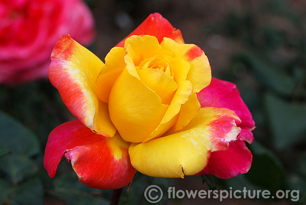 Yellow magenta rose