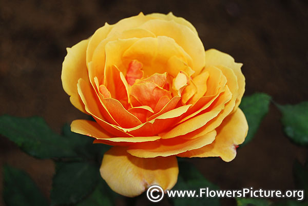 Amber queen floribunda rose
