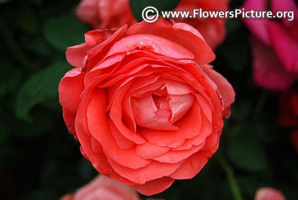 Amelia shrub rose