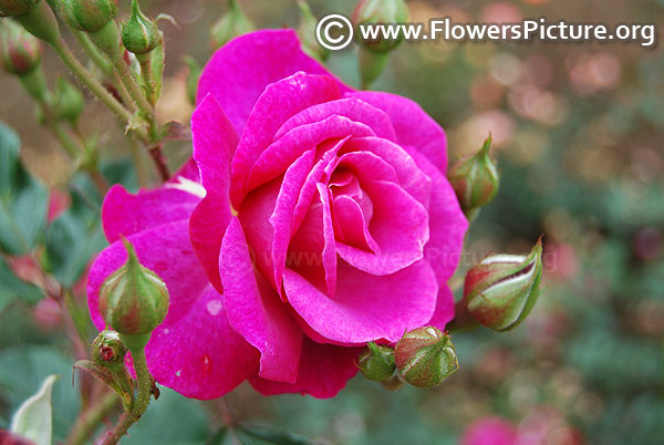 Beauty of rosemawr rose