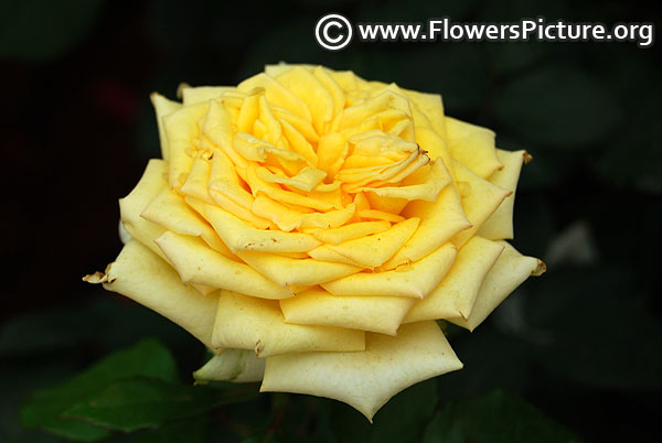 Breathtaking hybrid tea rose yellow