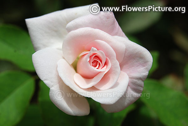 Cecile brunner rose