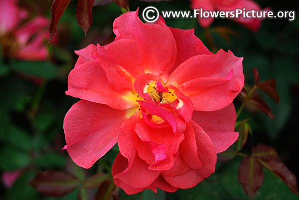 Cinco de mayo rose single flower