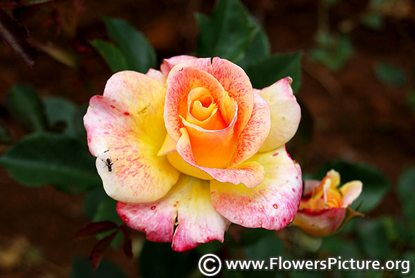 Cutie pie yellow pink dotted rose