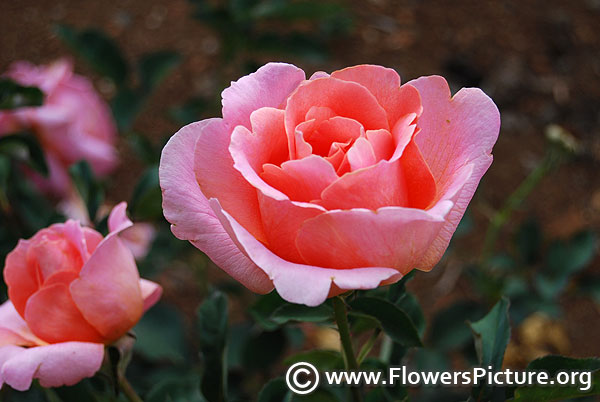 Fragrant delight floribunda rose