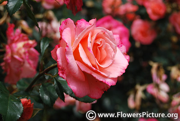Fragrant delight rose