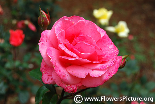 Garden queen rose