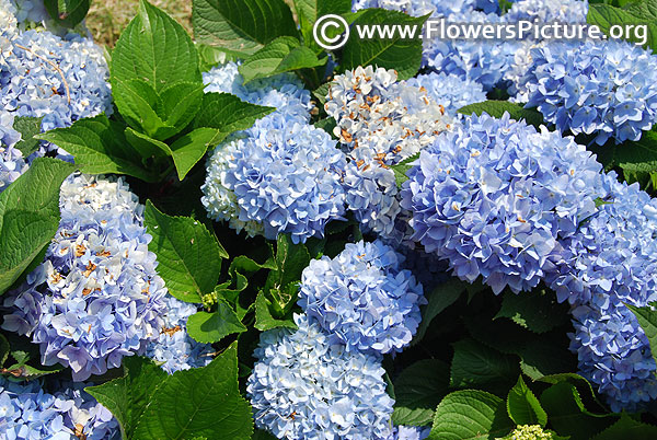 Hydrangea blue garden