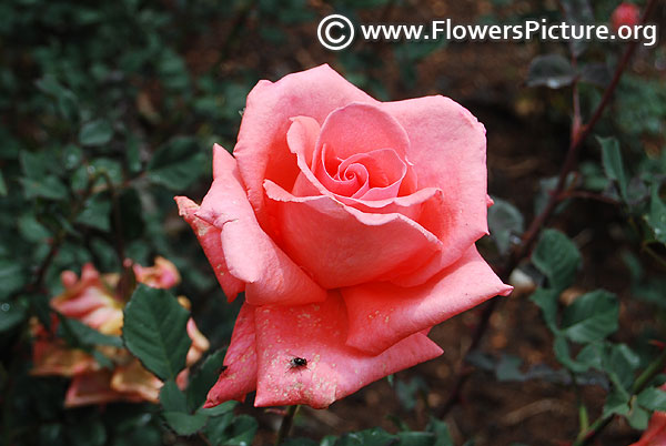 Light pink rose 