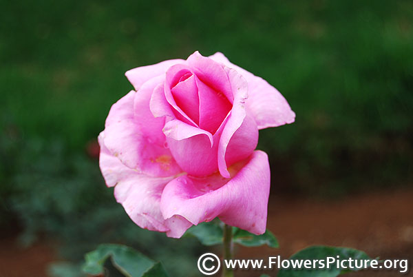 Lucky floribunda rose