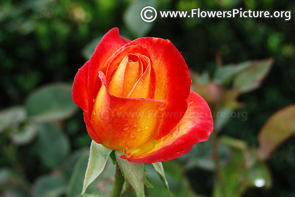 Red and orange rose bud