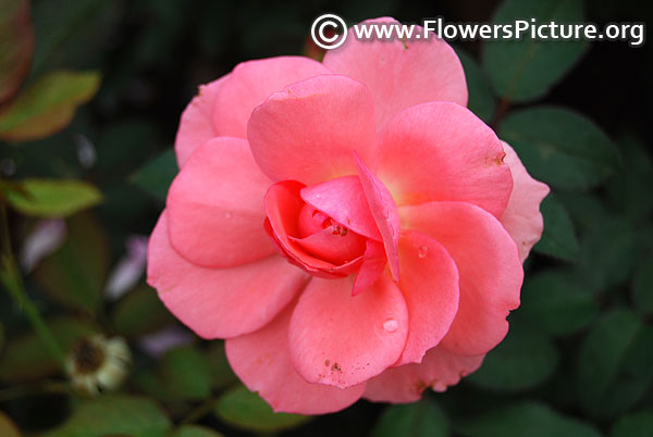 Rosy cheeks floribunda rose