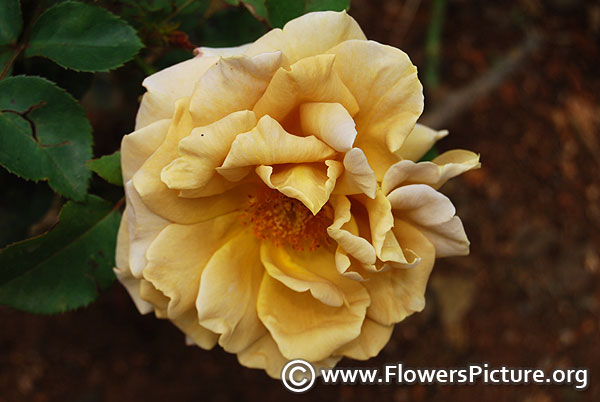 Valencia burlywood color rose