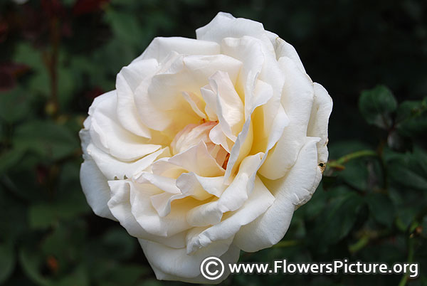 white rose-ooty rose garden