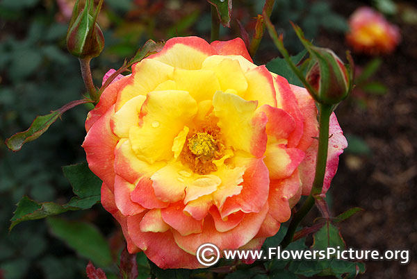 Yellow & coral color rose