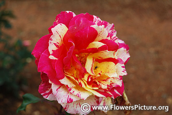 Yellow & red striped rose