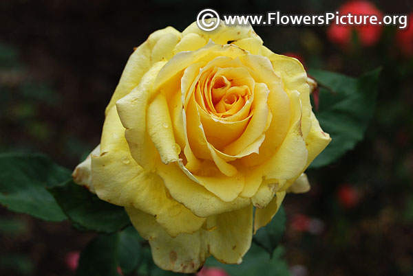 yellow rose ooty 2017