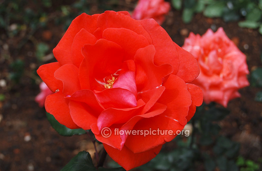 Arioso rose from ooty rose garden