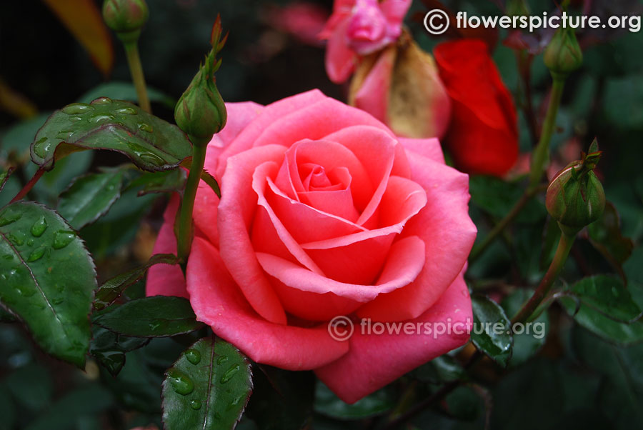 Baby pink rose from ooty rose garden