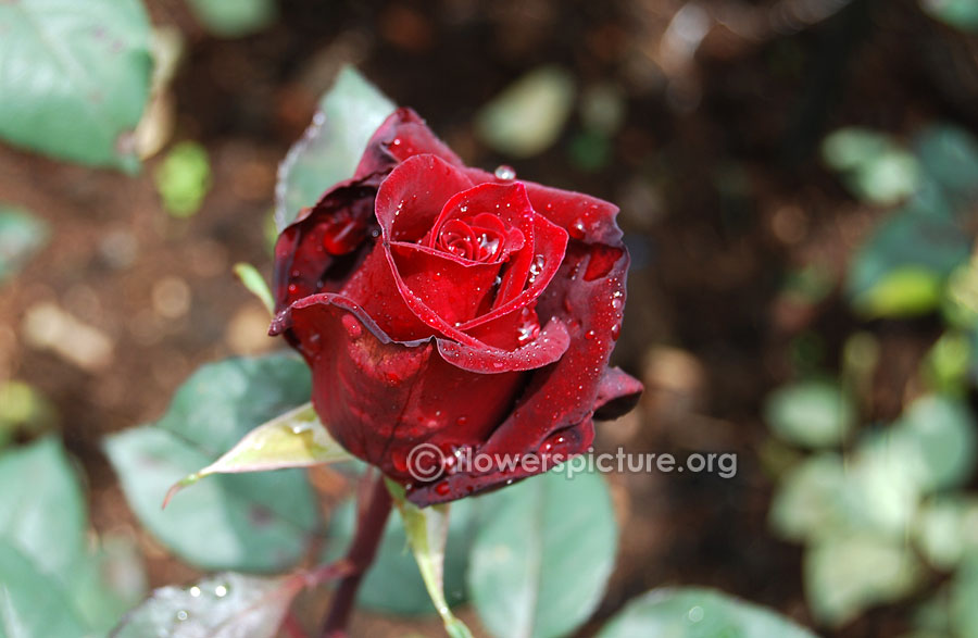 Black rose from ooty rose garden