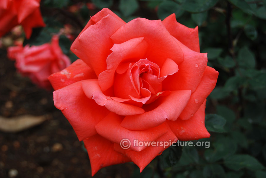 Coral pink rose from ooty rose garden