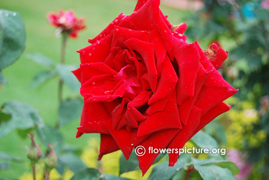 Crimson red rose from ooty rose garden