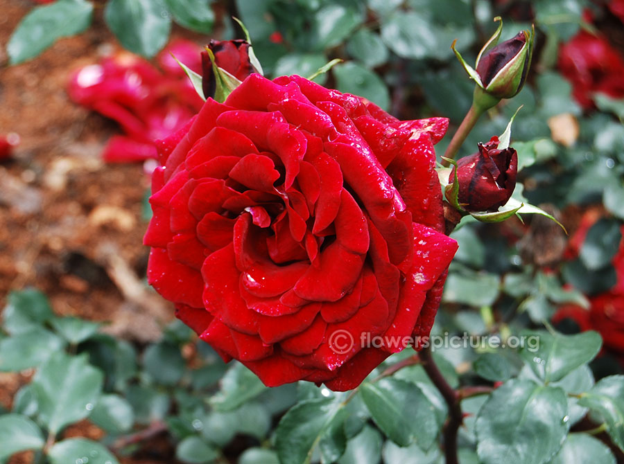 Dark red rose from ooty rose garden