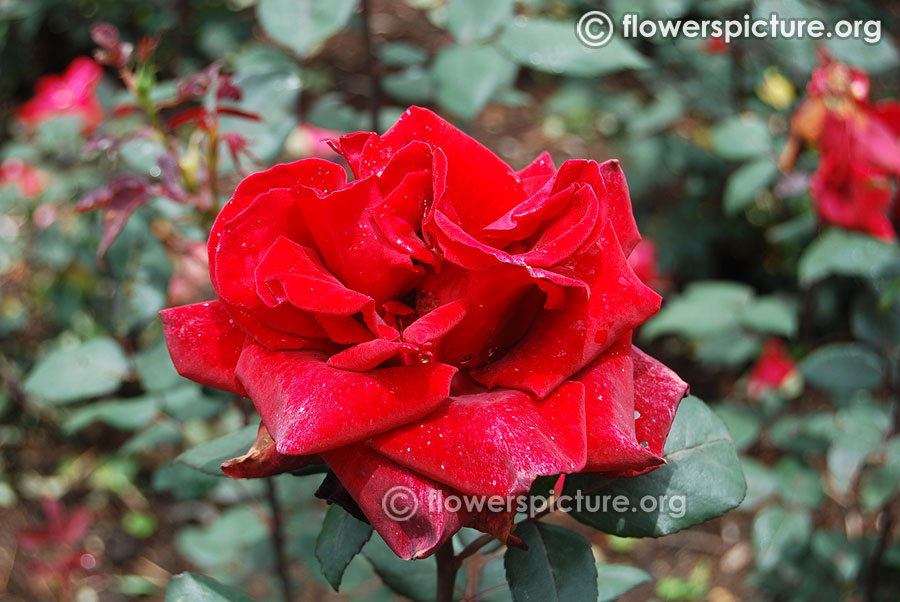 Deep red rose from ooty rose garden