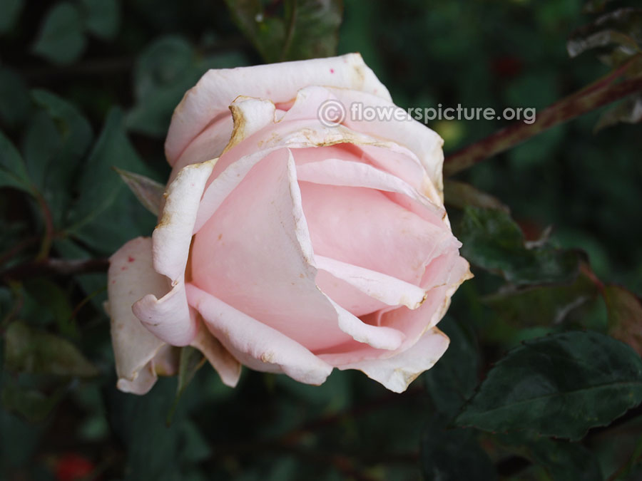 Elegant beauty rose from ooty rose garden