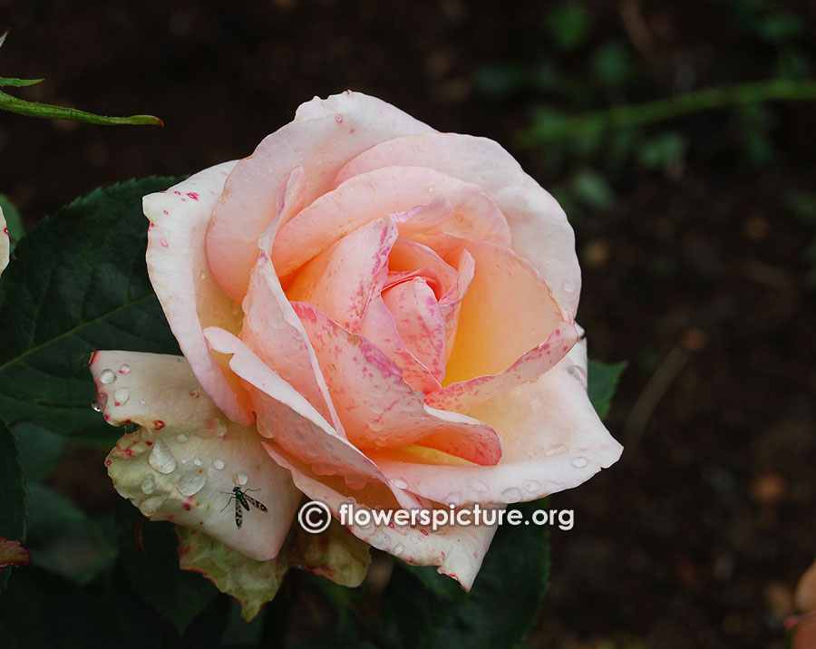 Ena baxtere rose from ooty rose garden