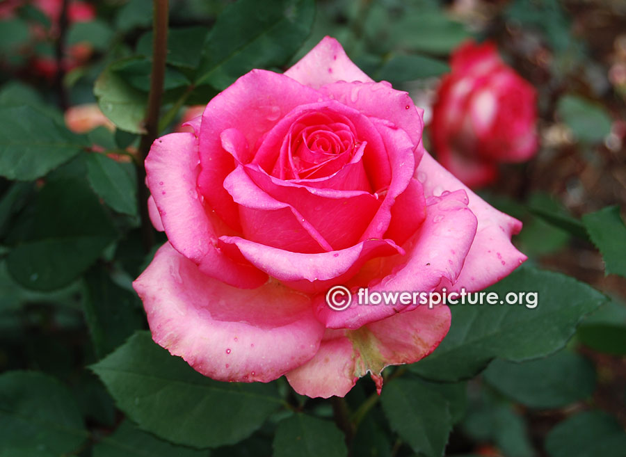 Fortuna rose from ooty rose garden