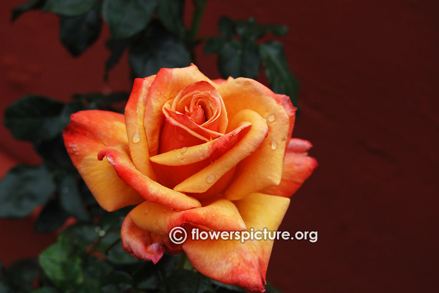 Fulton mackay rose from ooty rose garden