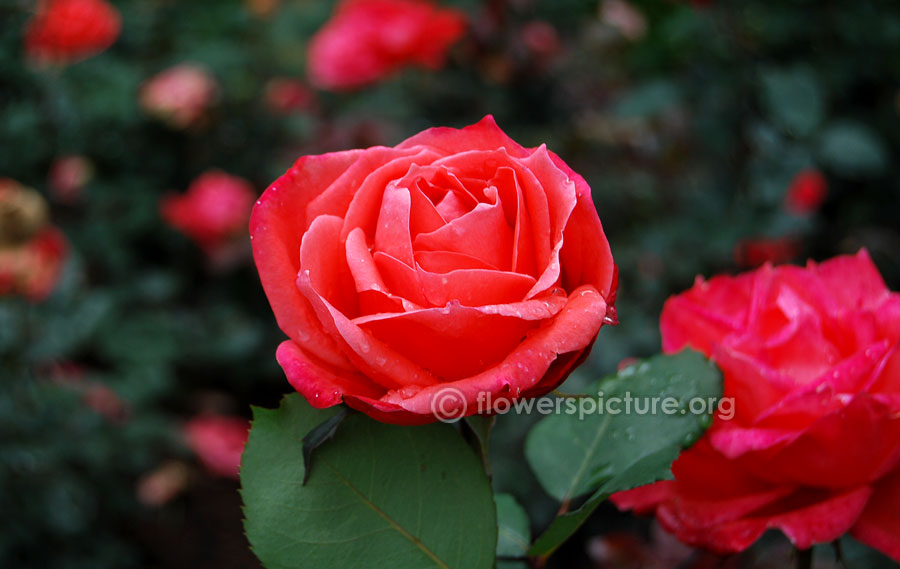 Hot pink rose from ooty rose garden