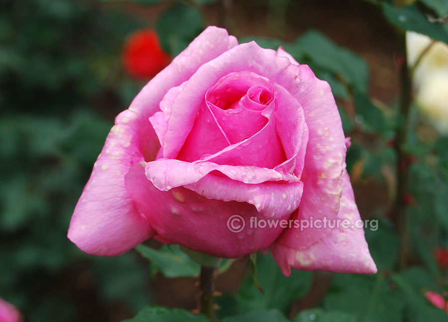 Kalpana rose from ooty rose garden