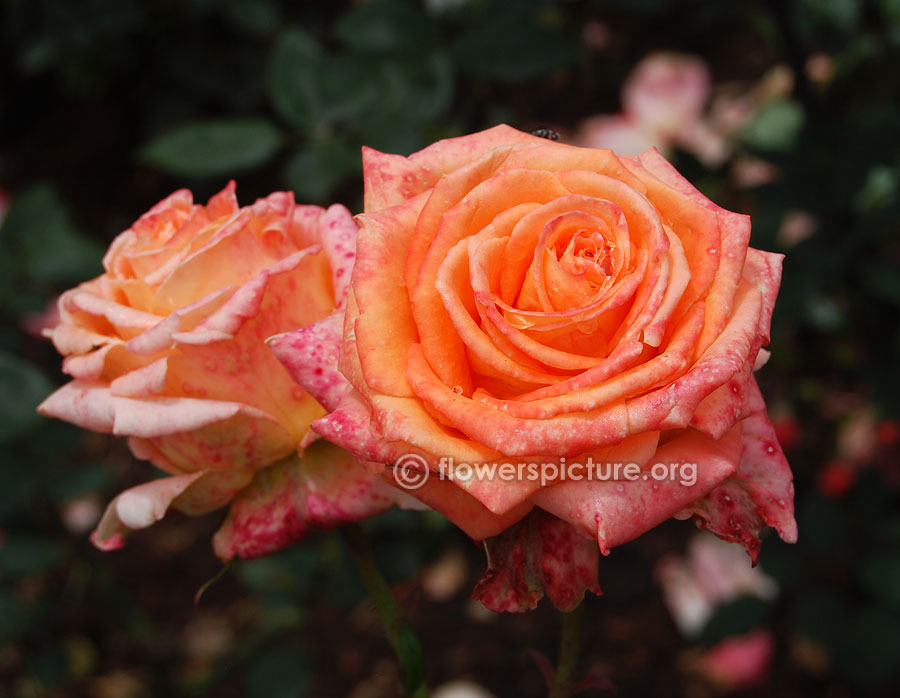 Large coral orange rose from ooty rose garden